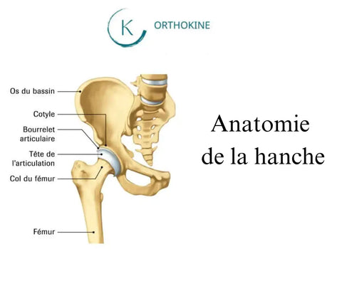 Anatomie hanche et golf