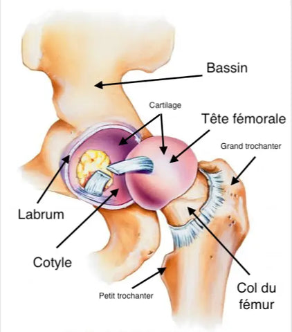 anatomie hanche